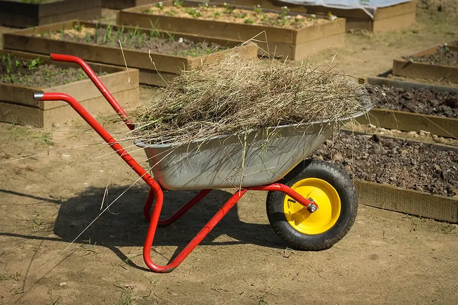 straw mulch on a wheelbarrow