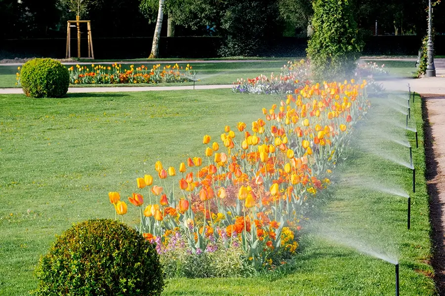 irrigated lawn adorned with line of tulips