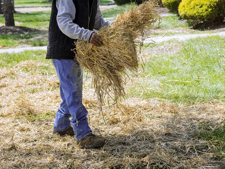 a landscaper covering lawn with straw mulch
