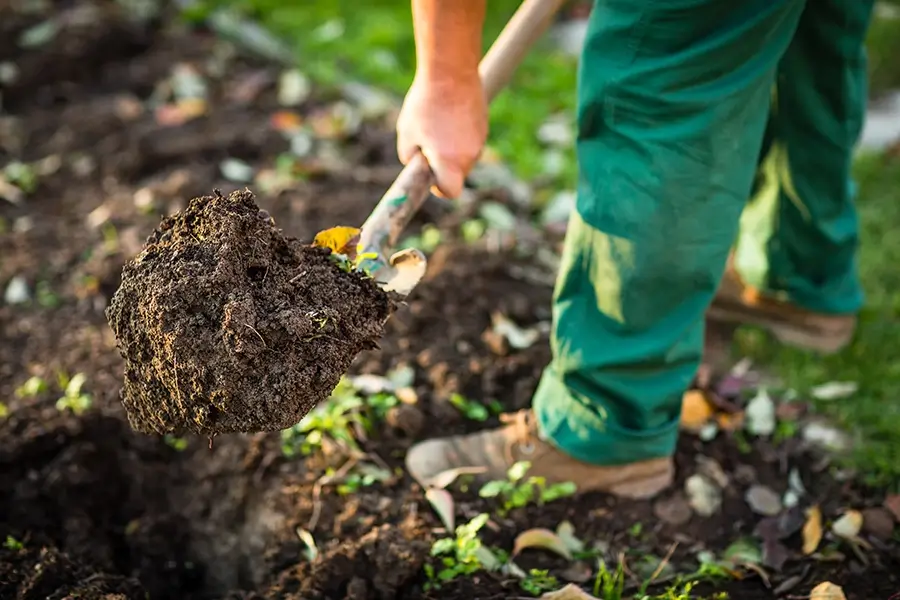 cultivating soil for seeding