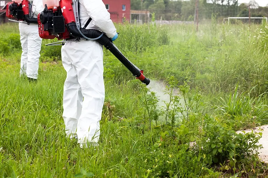 a lawn care professional spraying herbicide on a weed-infested area