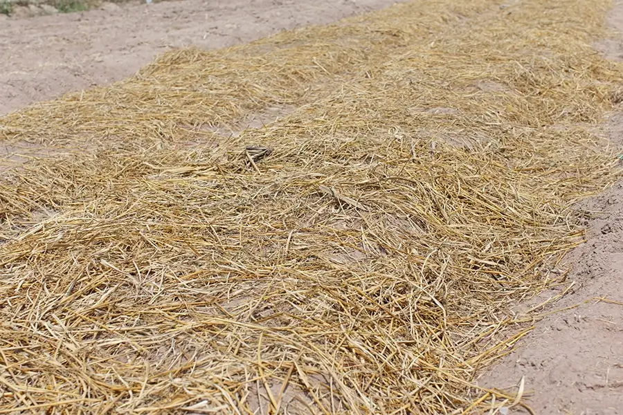 straw mulch laid on the soil ground