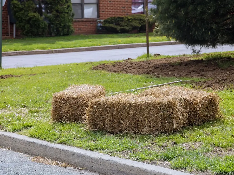 bales of straw on a residential lawn