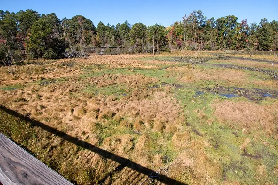 a reclaimed strip mine converted into a wetland