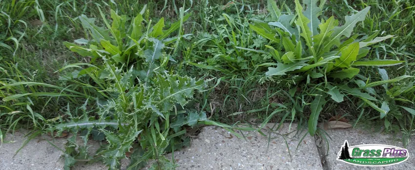GPI - Weeds in a Lawn 