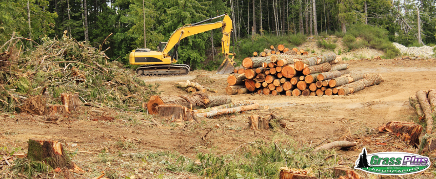 GPI - A forest being cut down 
