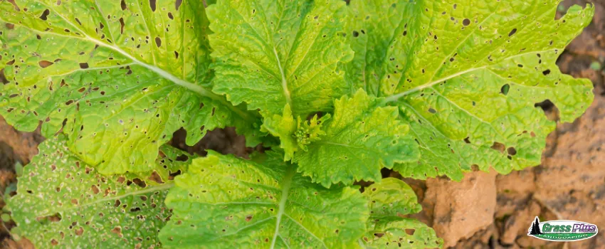 GPI - Close-up shot of damaged cabbage leaves